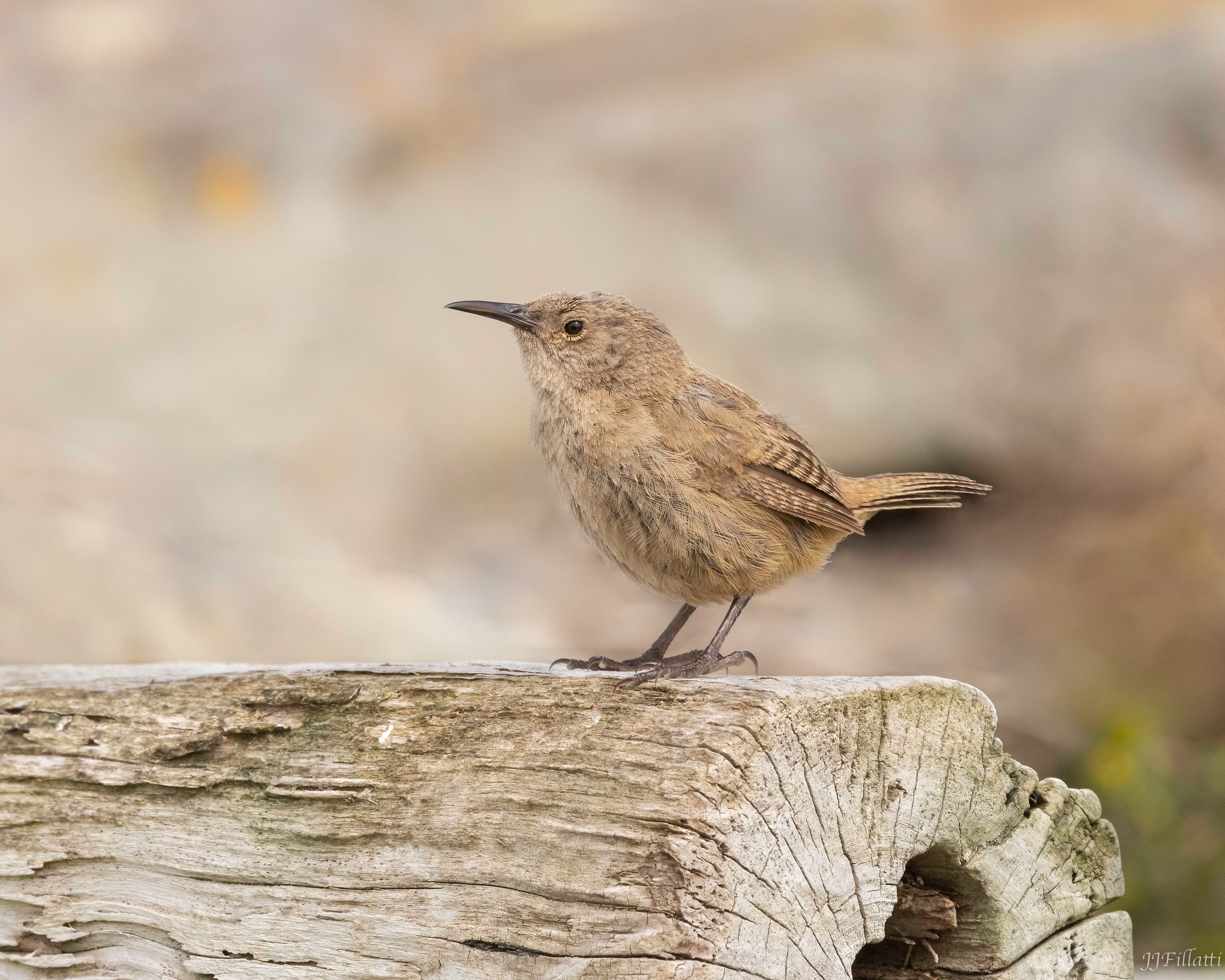 bird of the falklands image 76